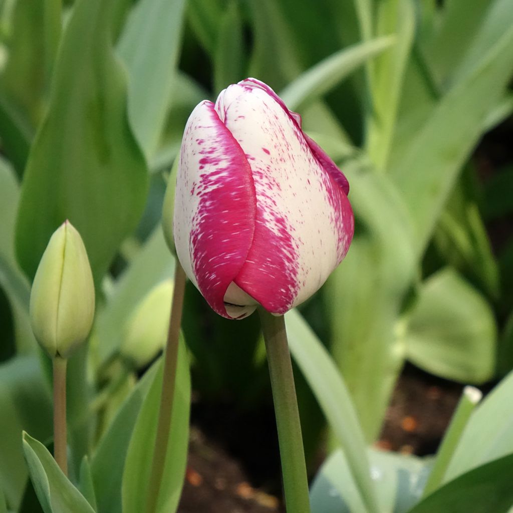 Tulipa HotPants - Triumph Tulip