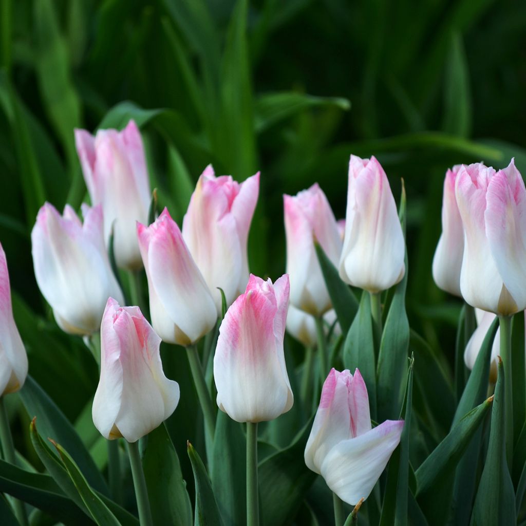 Tulipa Triumph Kyoko Takahashi