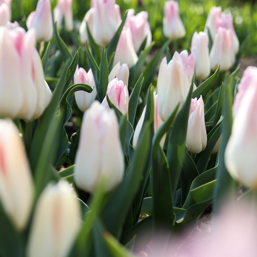 Tulipa Triumph Kyoko Takahashi