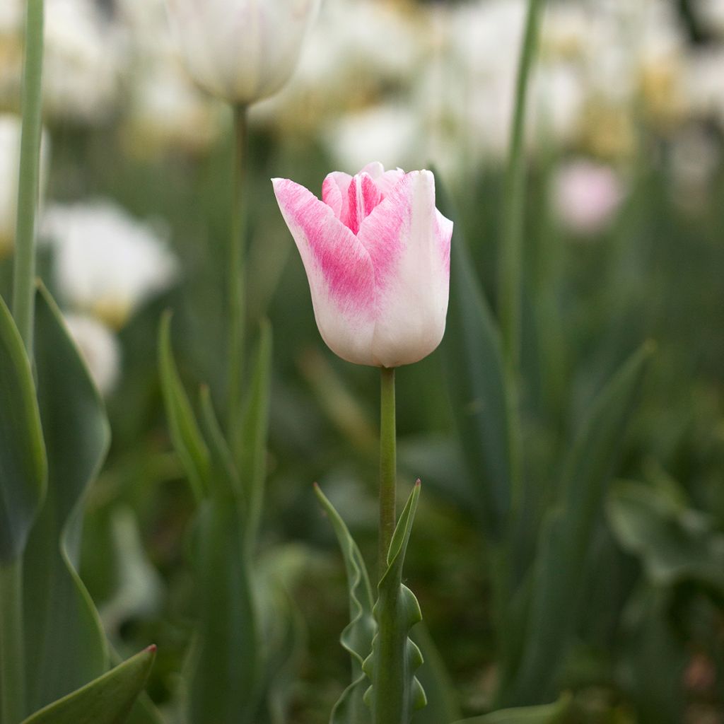 Tulipa Triumph Kyoko Takahashi