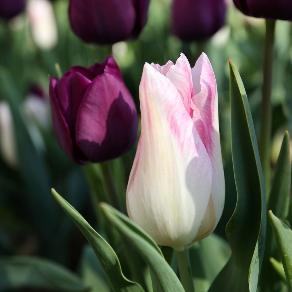 Tulipa Triumph Kyoko Takahashi