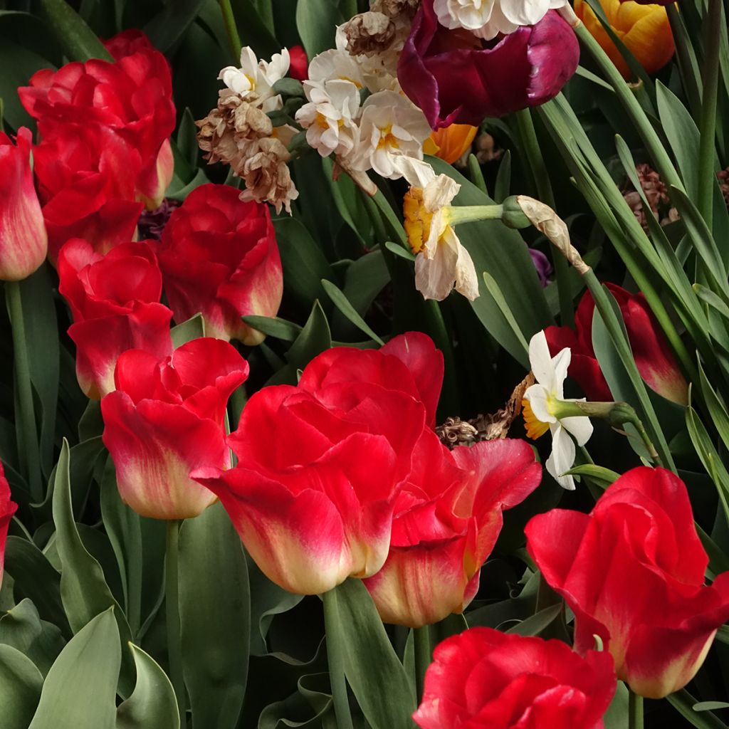 Tulipa Match - Triumph Tulip