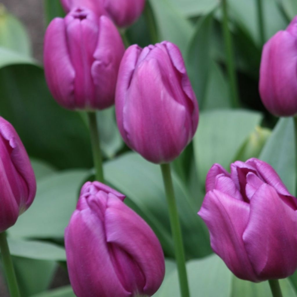Tulipa Purple Flag - Triumph Tulip