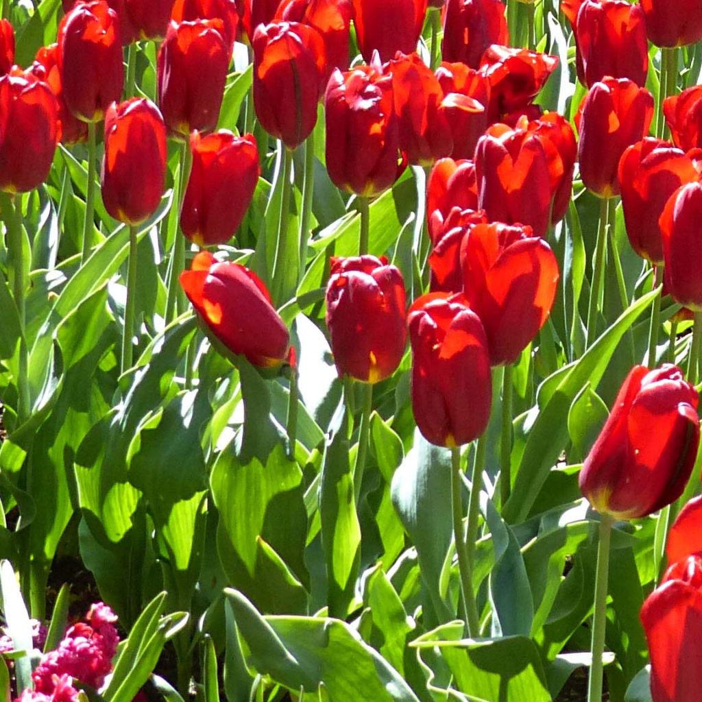 Tulipa Triumph Strong Love