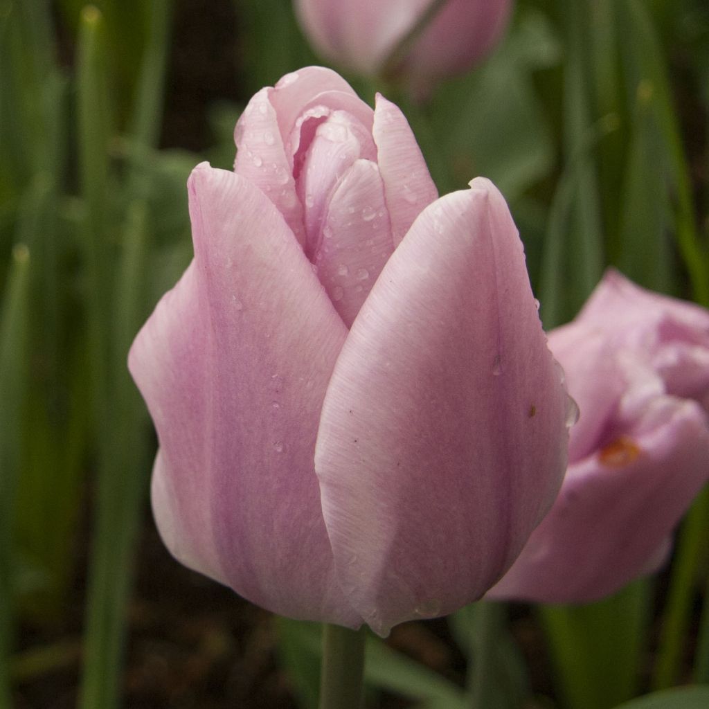 Tulipa Triumph Synaeda Amor