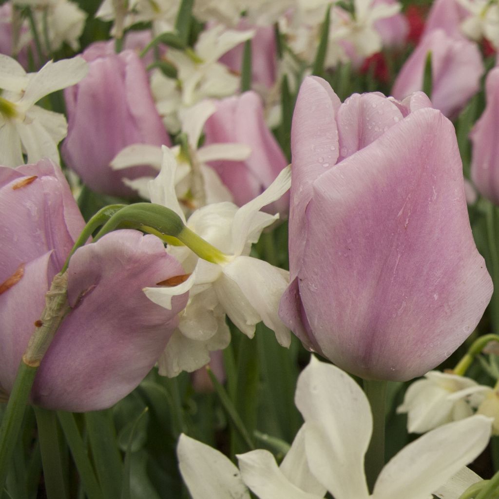 Tulipa Triumph Synaeda Amor