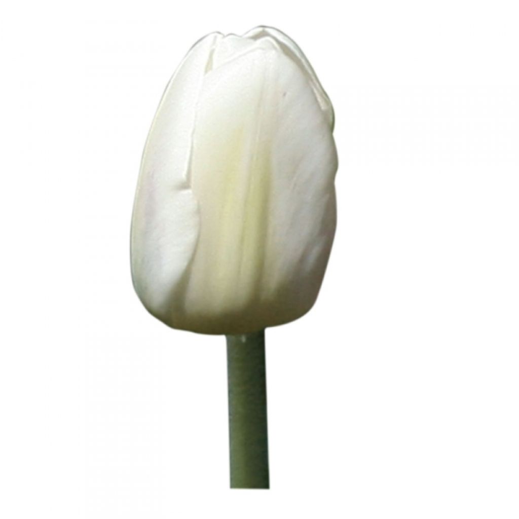 Tulipa White Marvel - Early simple Tulip