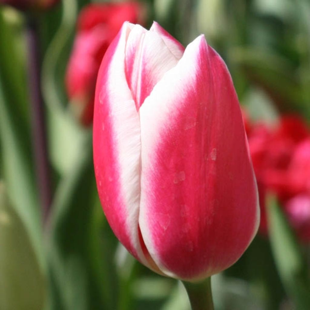 Tulipa Candy Apple Delight - Darwin hybrid Tulip