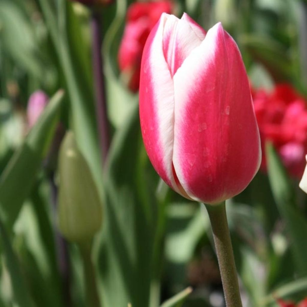 Tulipa Candy Apple Delight - Darwin hybrid Tulip