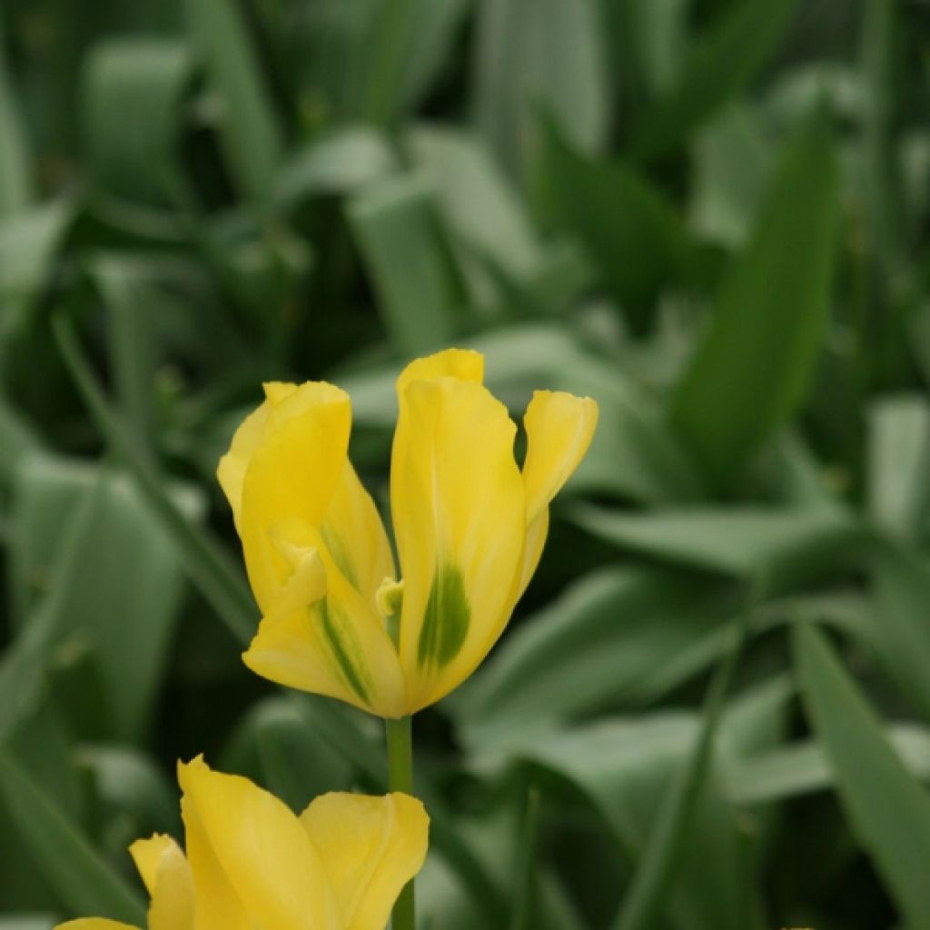 Tulipa viridiflora Yellow Spring Green