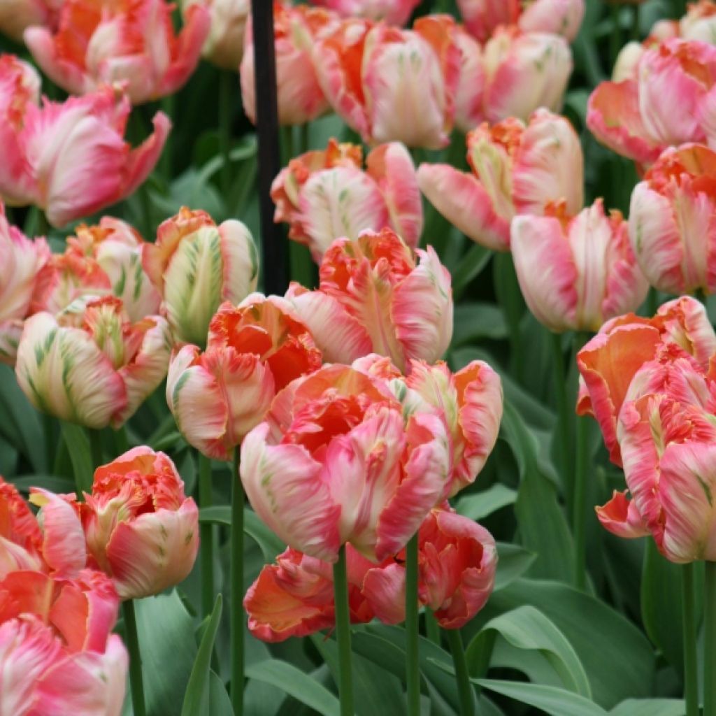 Tulipa Apricot Parrot
