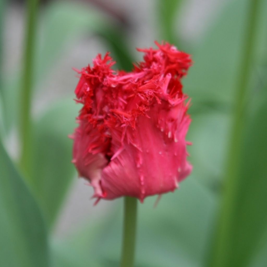 Tulipa crispa Barbados - Fringed Tulip