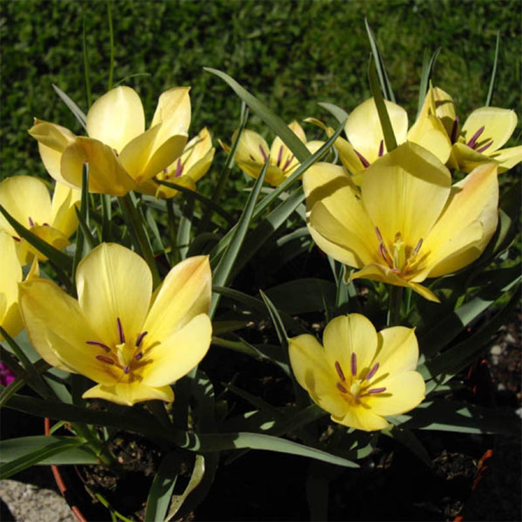 Tulipa linifolia 'Yellow Jewel'