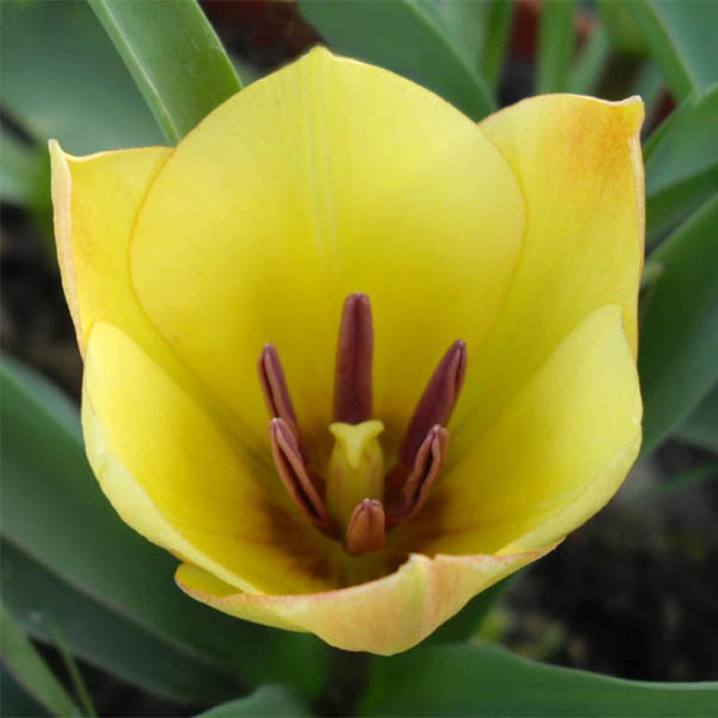 Tulipa linifolia 'Yellow Jewel'
