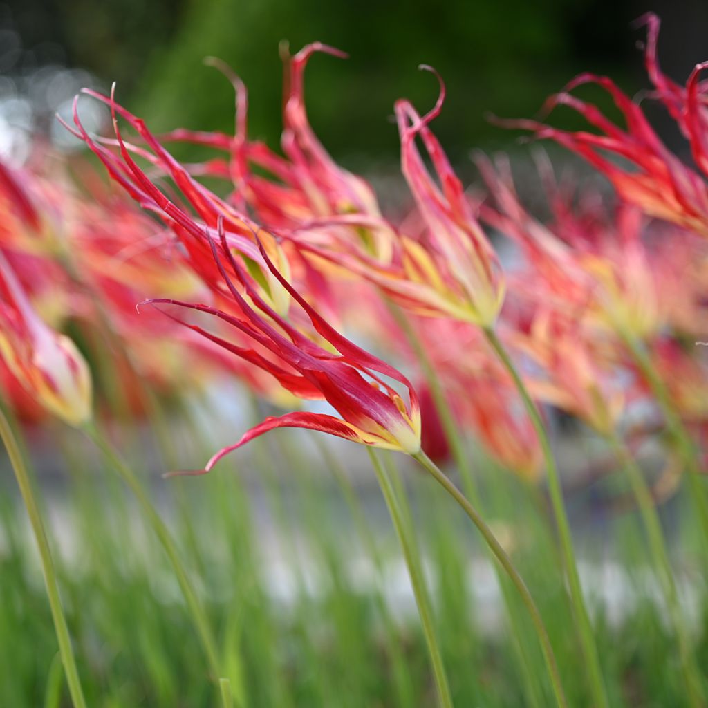 Tulipa acuminata