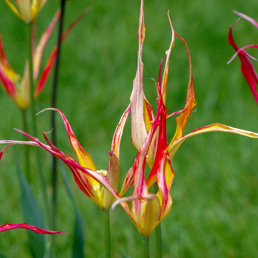 Tulipa acuminata