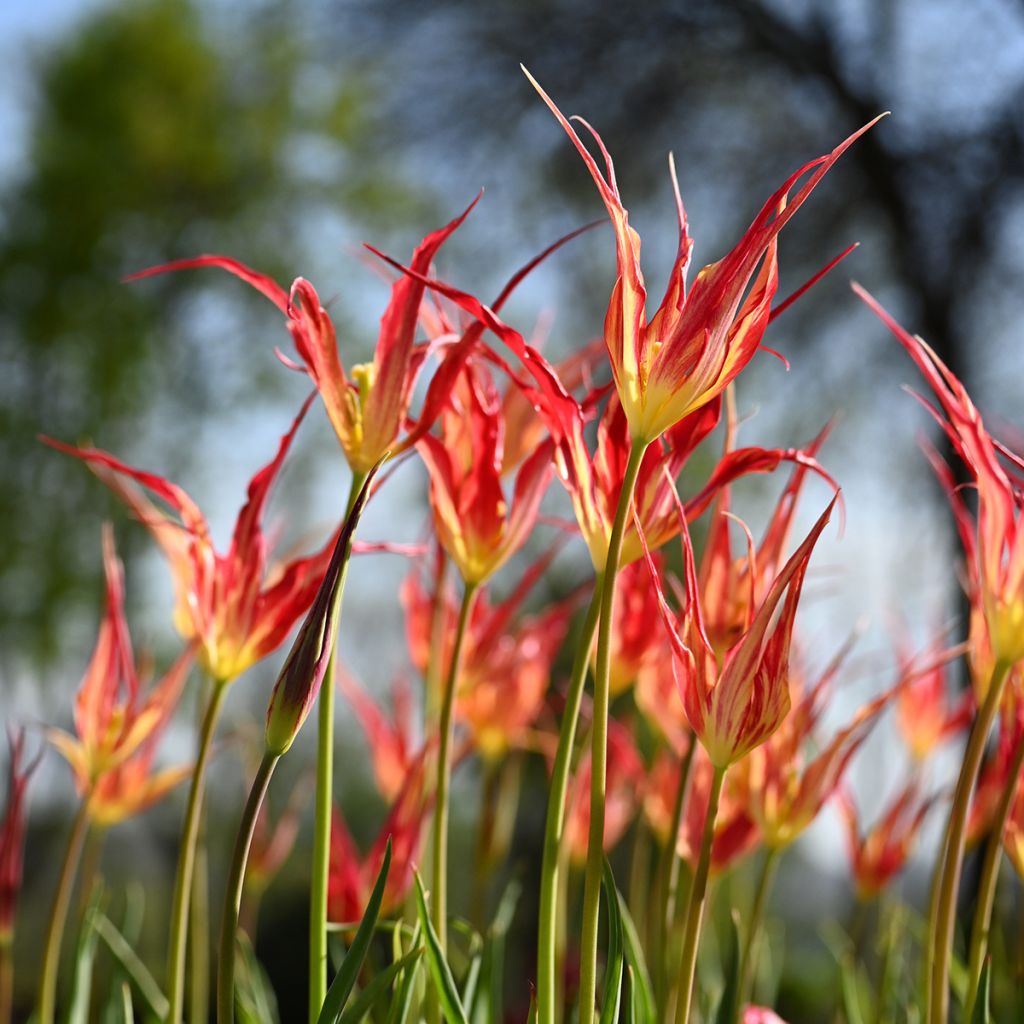 Tulipa acuminata