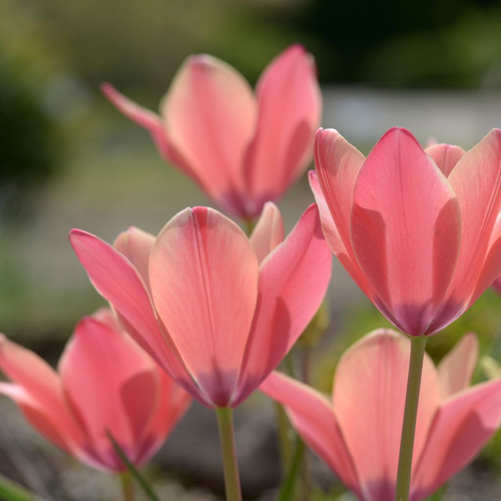 Tulipa clusiana Annika - Lady tulip
