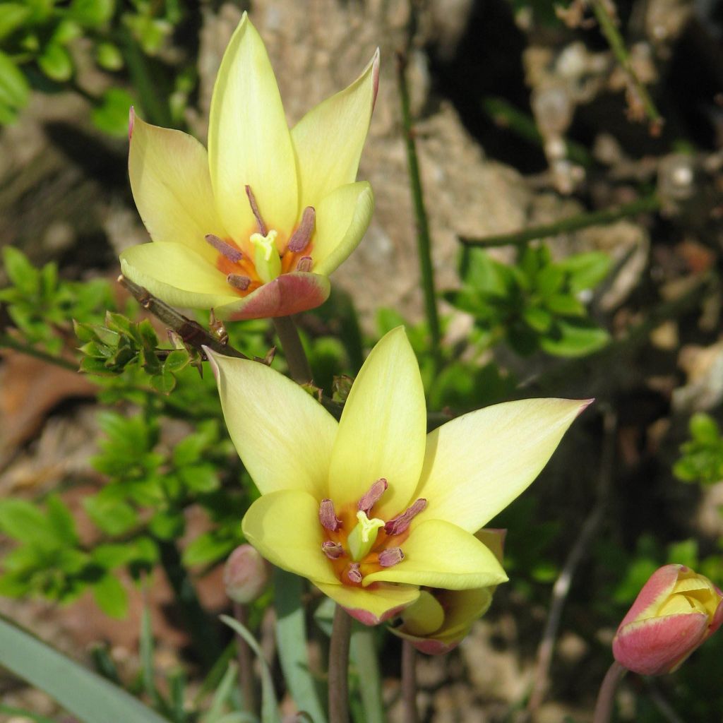 Tulipa clusiana Cynthia