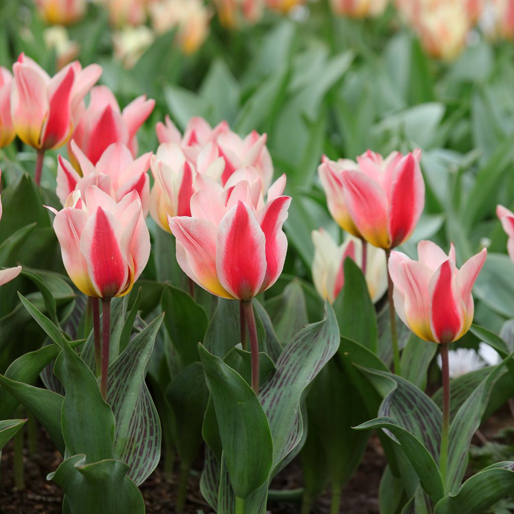 Tulipa greigii 'Mary Ann'