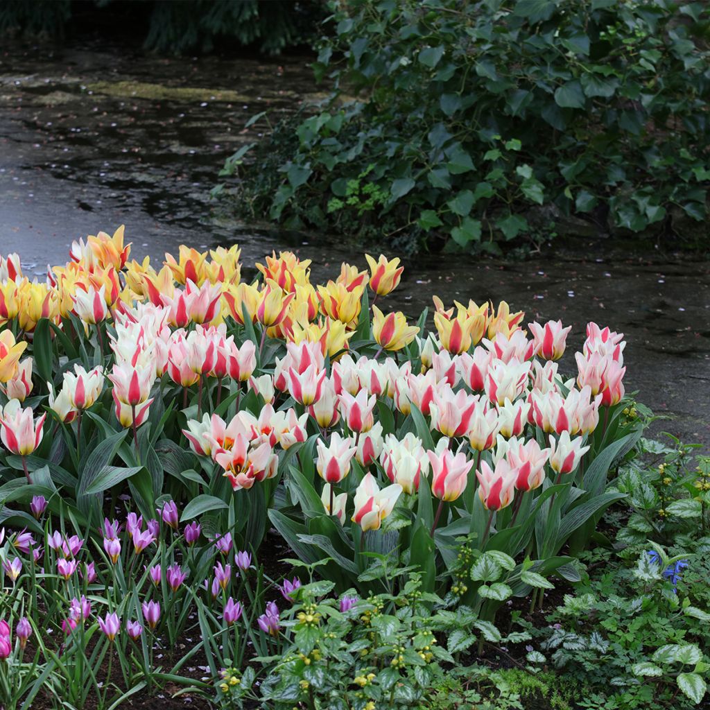 Tulipa greigii 'Mary Ann'