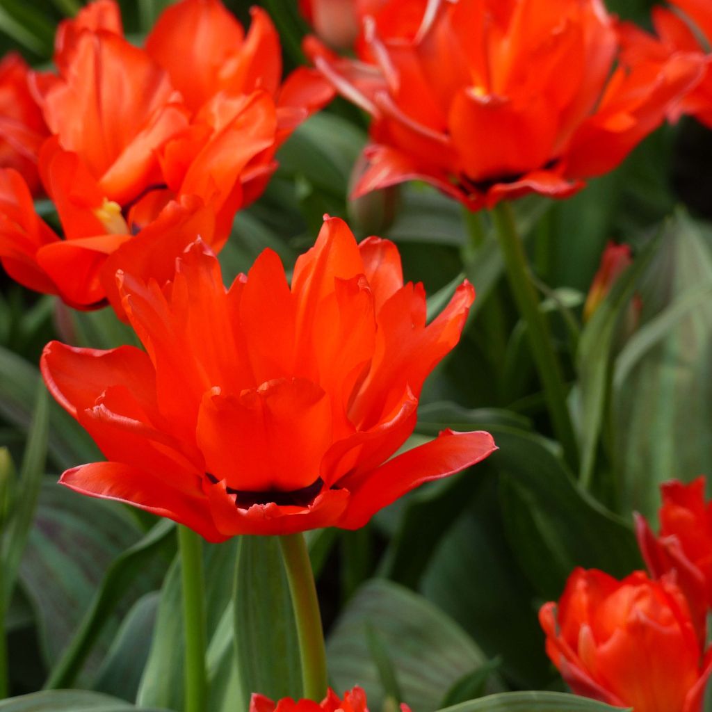Tulipa Red Riding Hood Double
