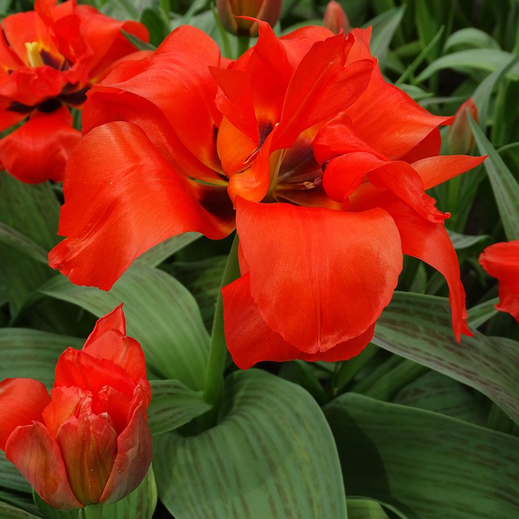 Tulipa Red Riding Hood Double