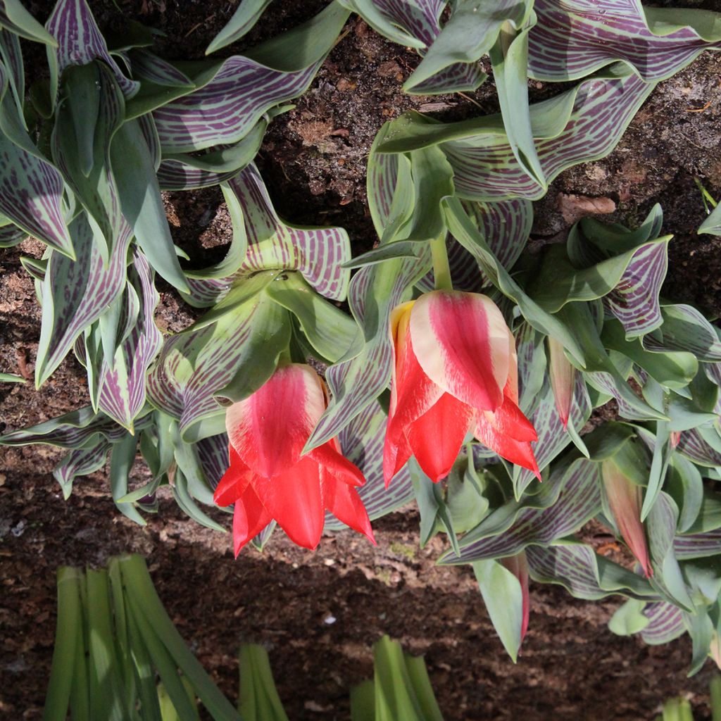 Tulipa Plaisir