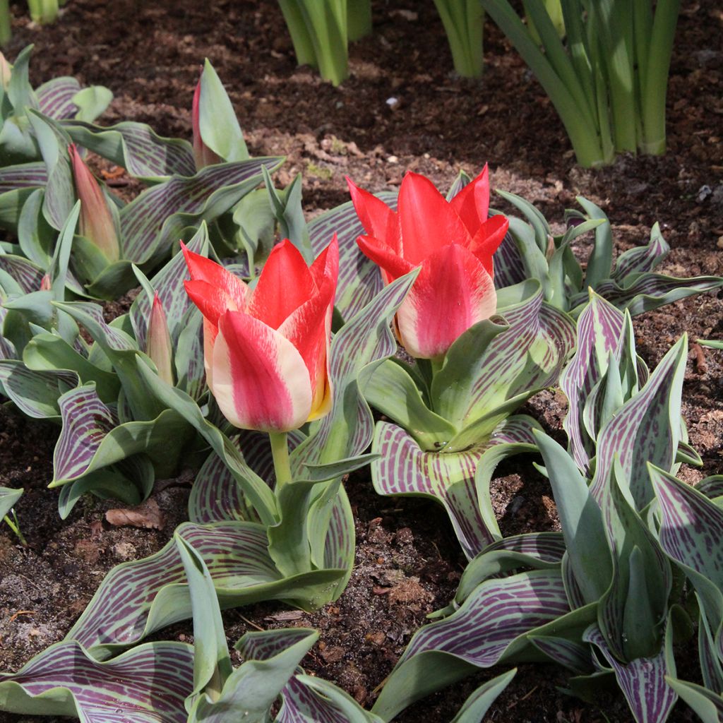 Tulipa Plaisir
