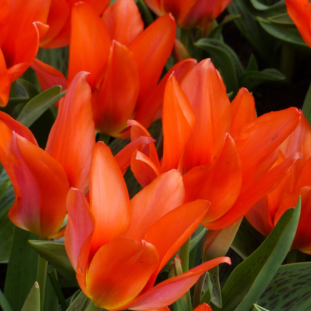 Tulipa greigii Toronto