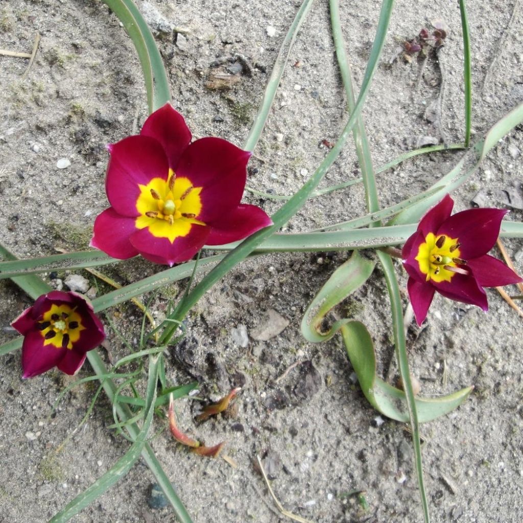 Tulipa humilis Violacea Group yellow base