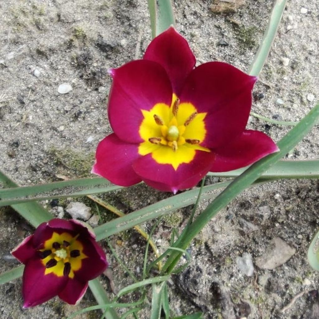 Tulipa humilis Violacea Group yellow base