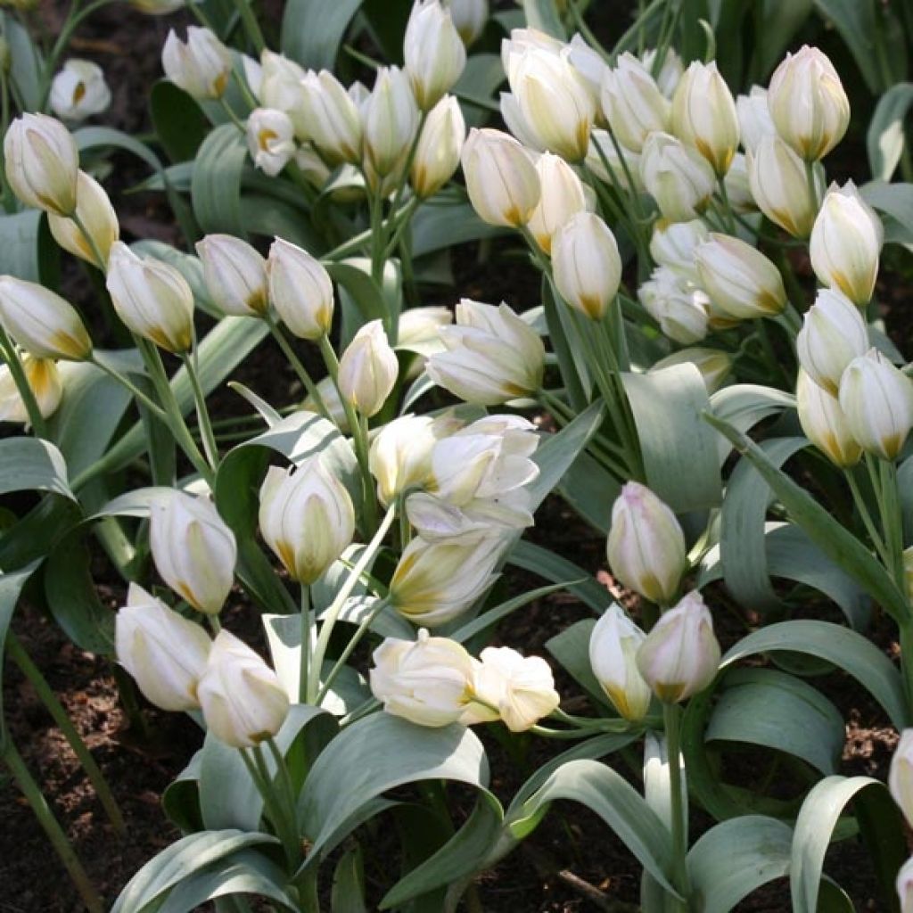 Tulipa polychroma - Botanical Tulip