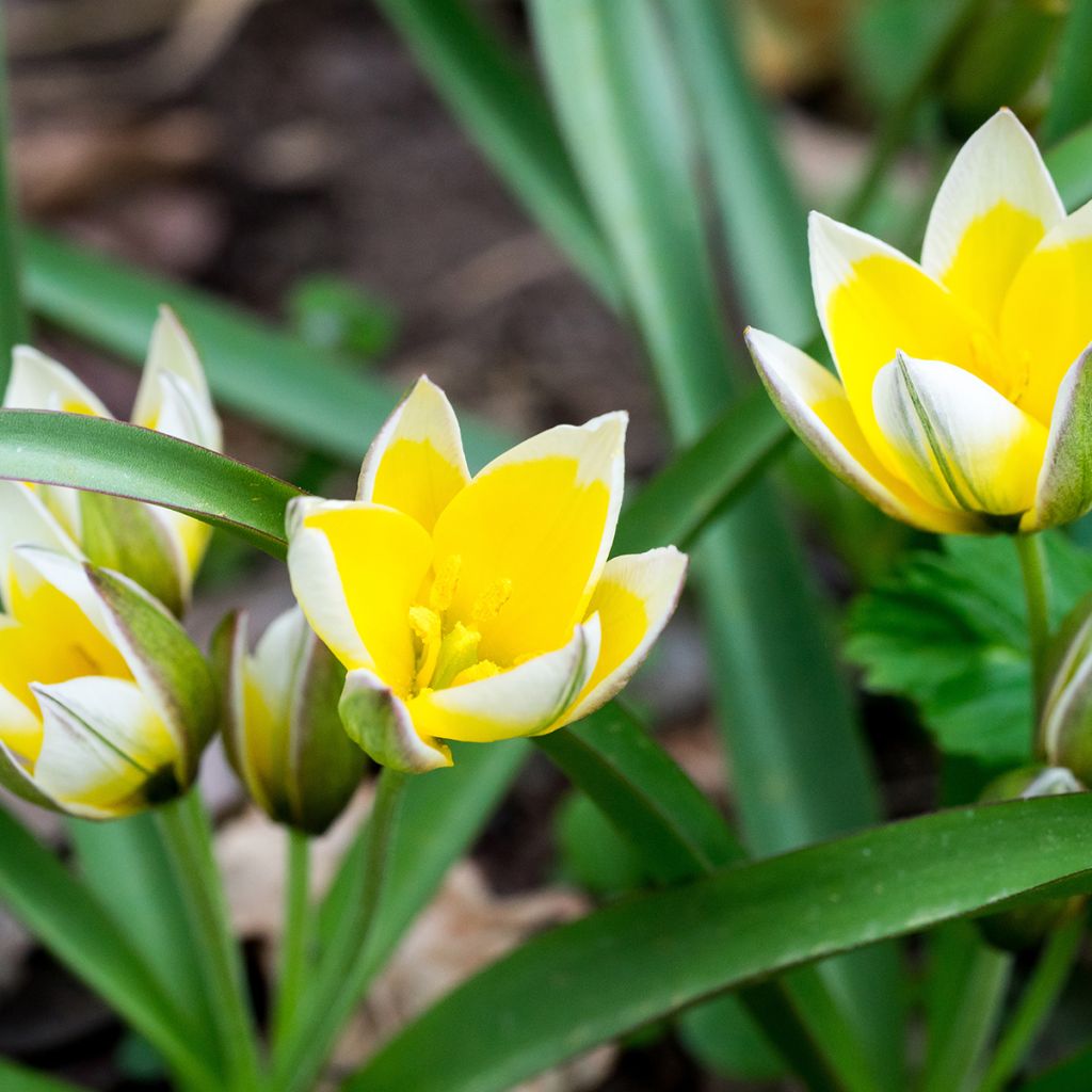Tulipa tarda - Botanical Tulip