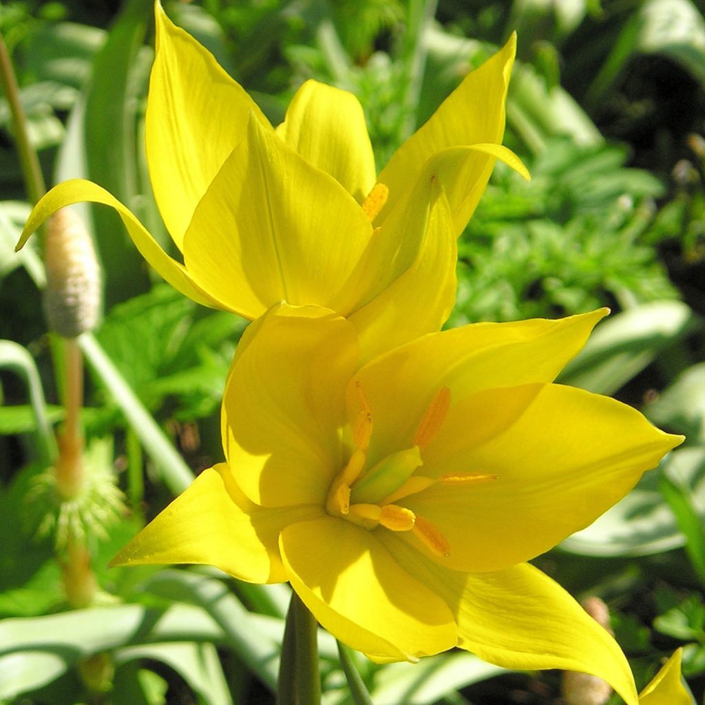 Tulipa urumiensis - Botanical Tulip