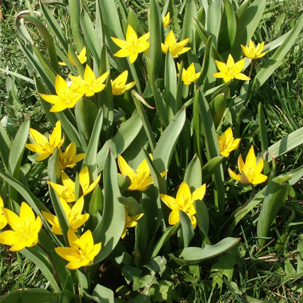 Tulipa urumiensis - Botanical Tulip