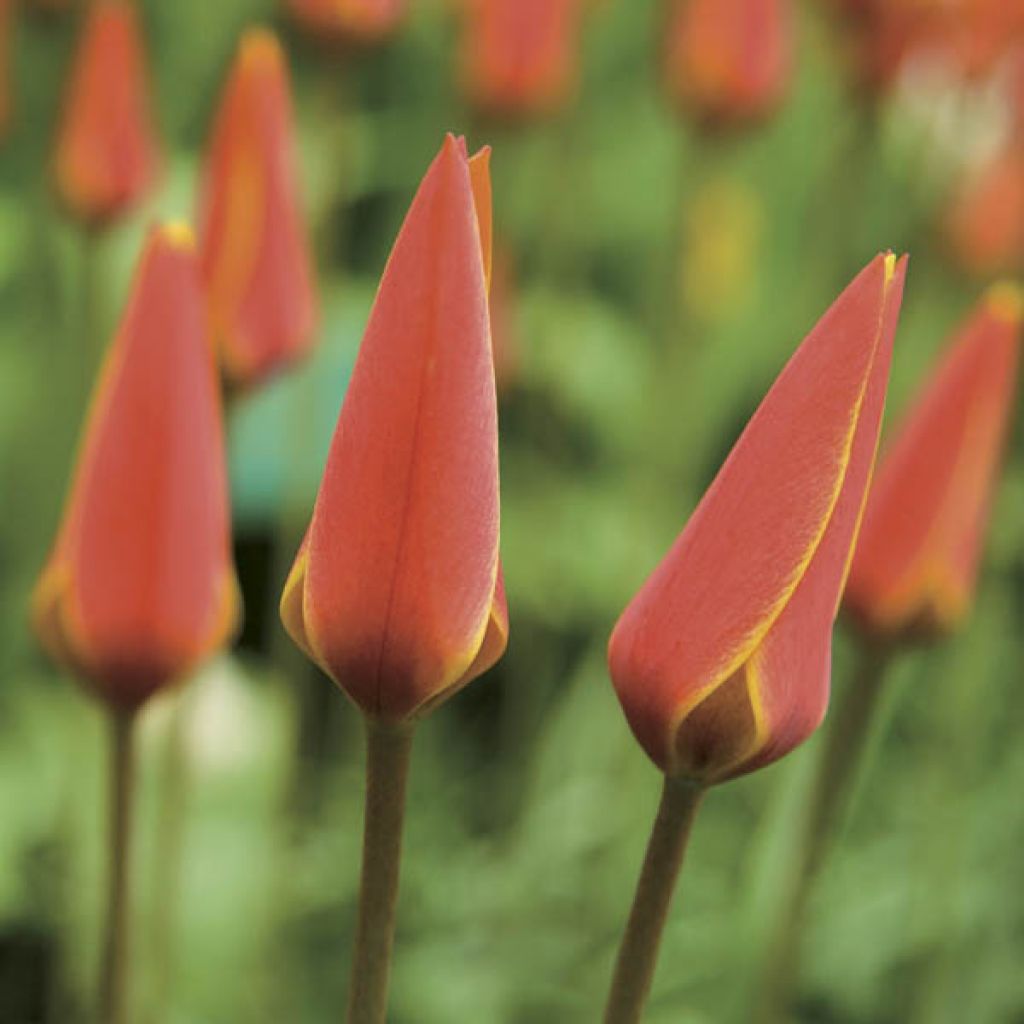 Tulipa clusiana var. chrysantha Tubergens Gem