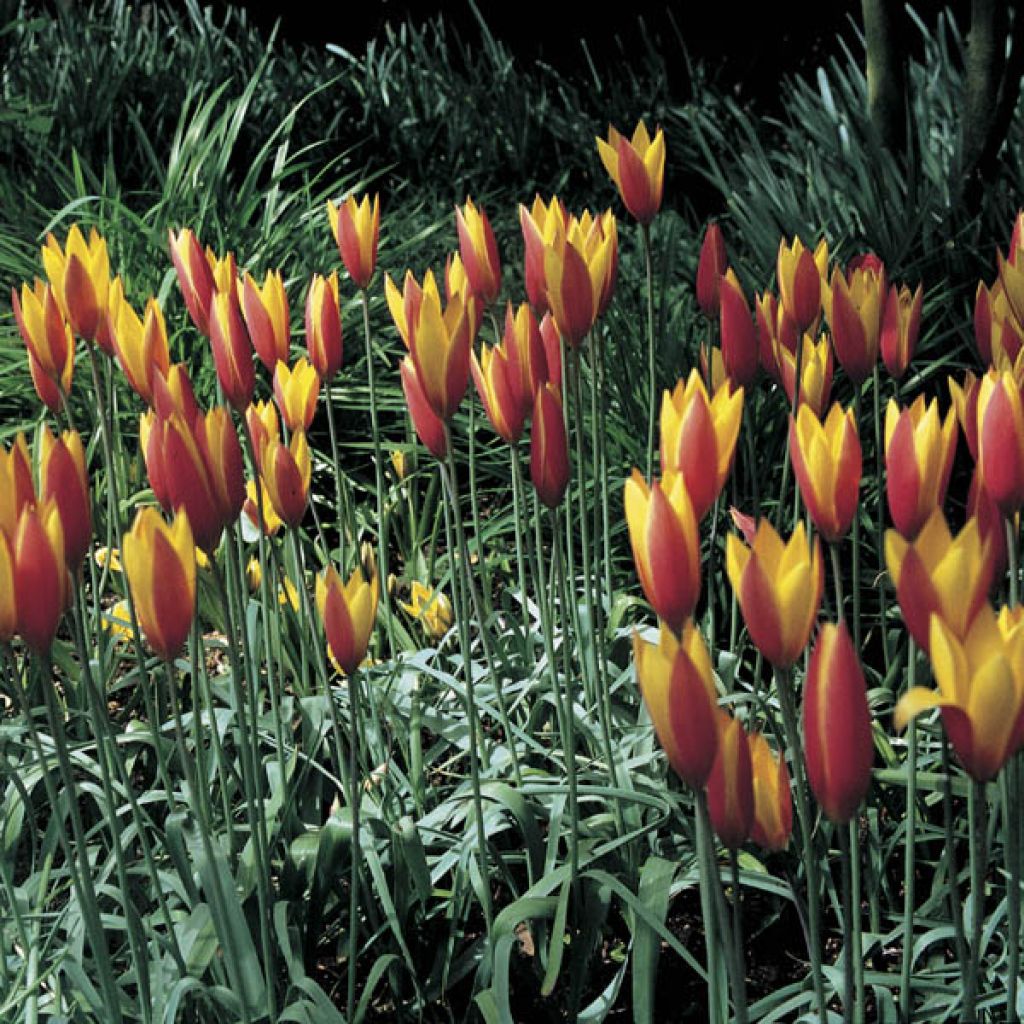 Tulipa clusiana var. chrysantha Tubergens Gem