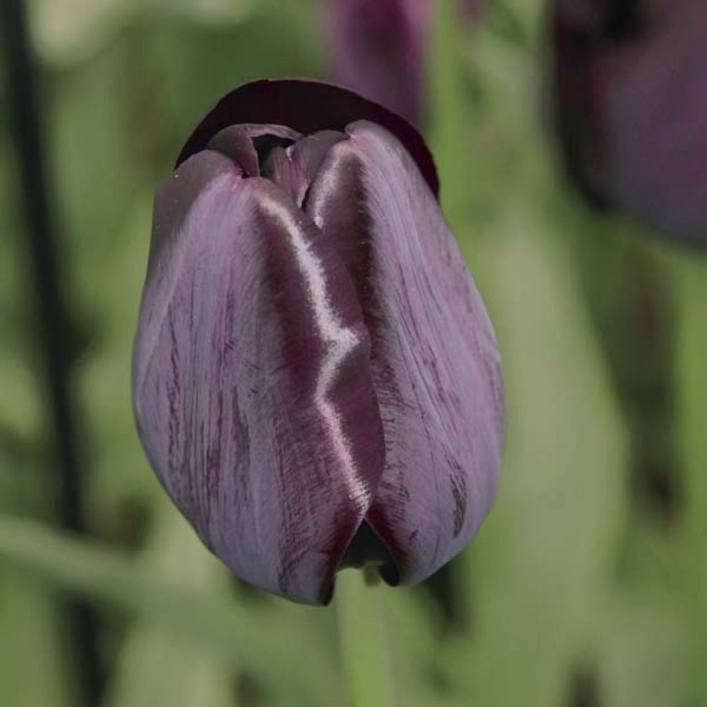 Tulipa Queen of the Night - Early simple Tulip