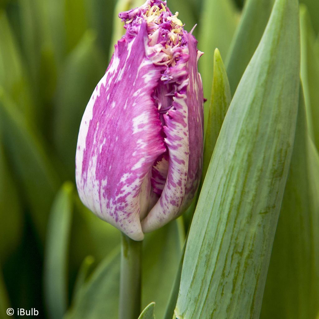 Tulipa  Purple Circus - Tulipe frangée Purple Circus, Tulipe dentelle Purple Circus
