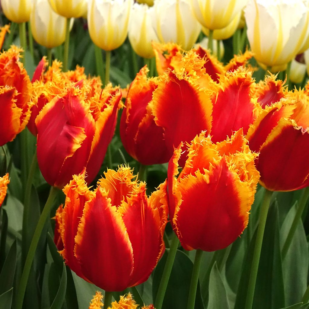 Tulipa crispa Fabio - Fringed Tulip