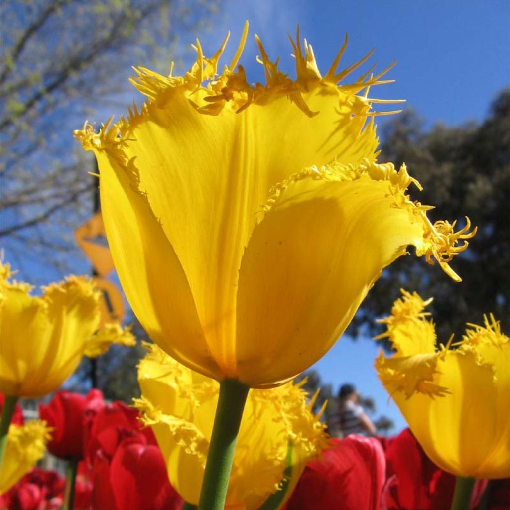 Tulipa crispa Hamilton