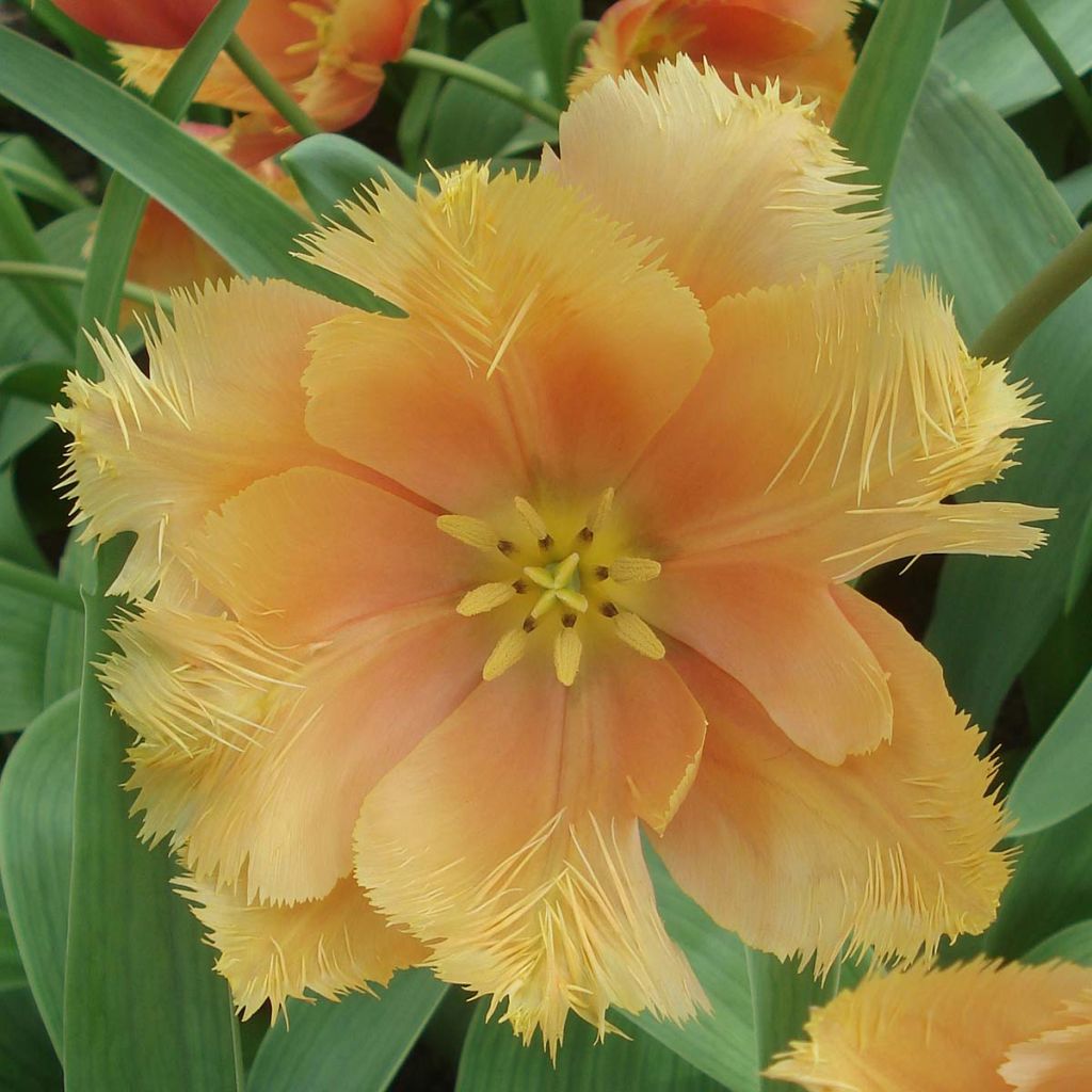 Tulipa crispa Lambada - Fringed Tulip