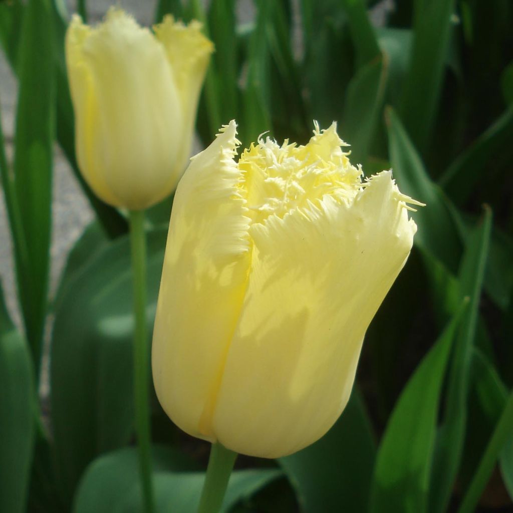 Tulipa Maja
