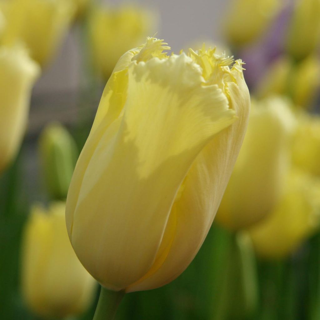 Tulipa Maja