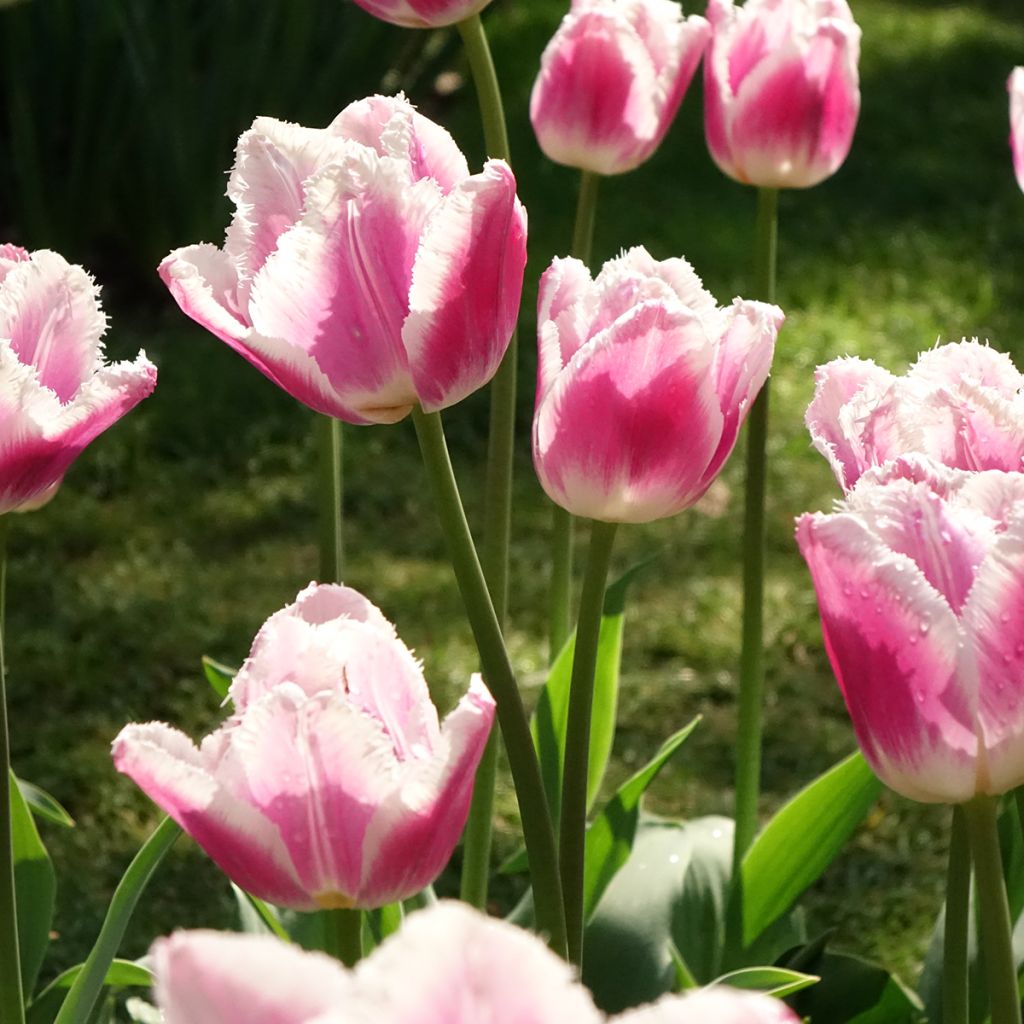 Tulipa crispa 'Siesta'