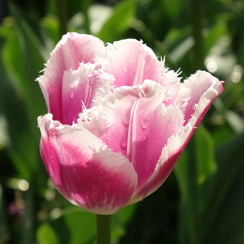 Tulipa crispa 'Siesta'