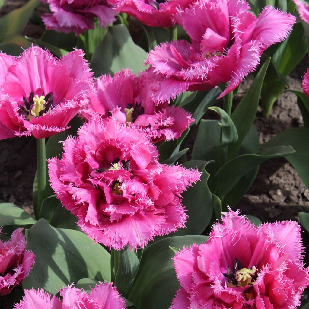 Tulipa crispa Match Point