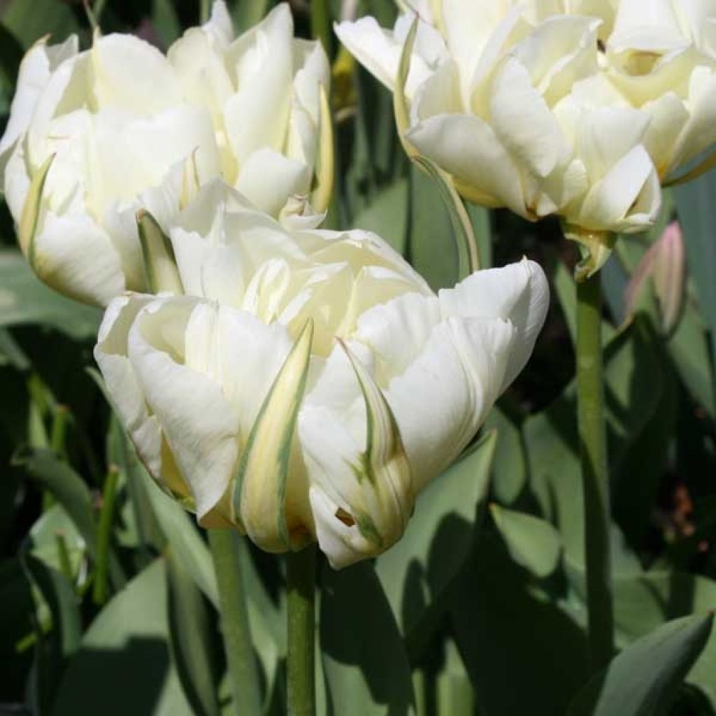 Tulipa fosteriana Exotic Emperor