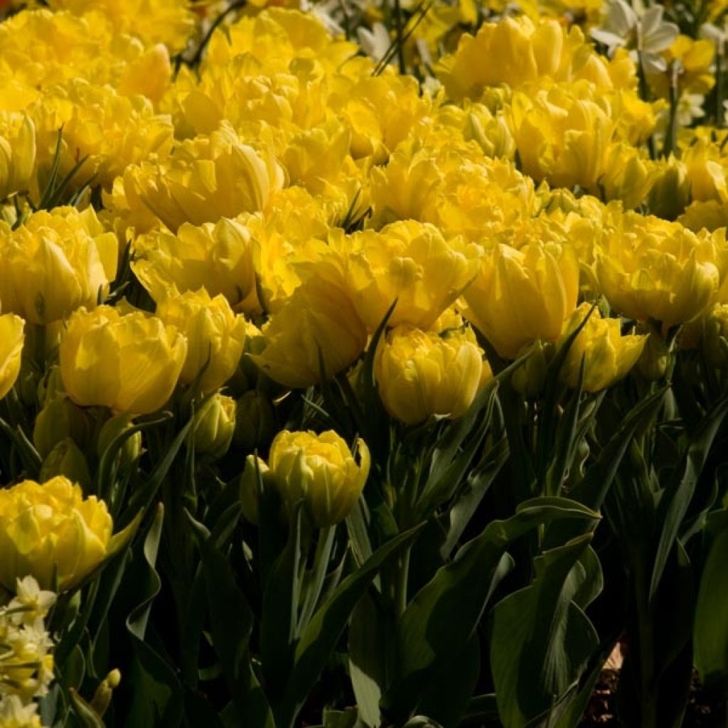 Tulipa Monte Carlo- Double Early Tulip
